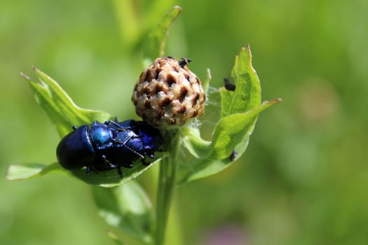 a pair of flower chafers on the green leaves