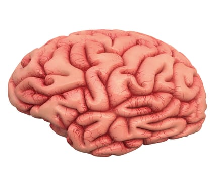 Human brain on white background with clipping path included.