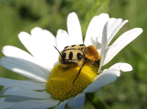 Brush beetle