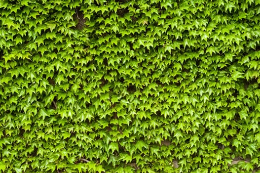 Green climbing plants on house wall in spring as background