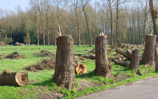 couple of cut down poplar trees