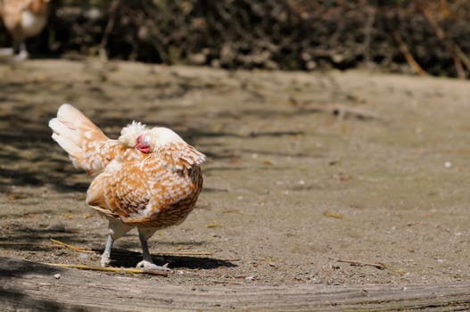 appenzeller chicken