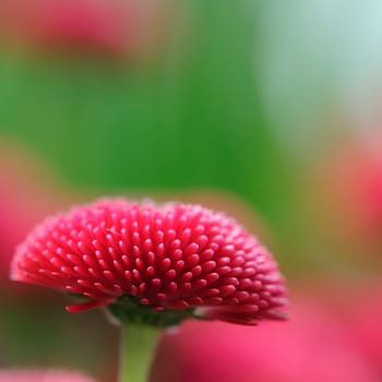 Daisy hybrid