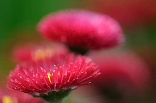 Daisy hybrid