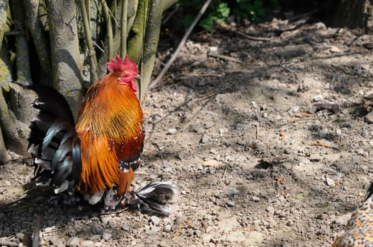 housecock