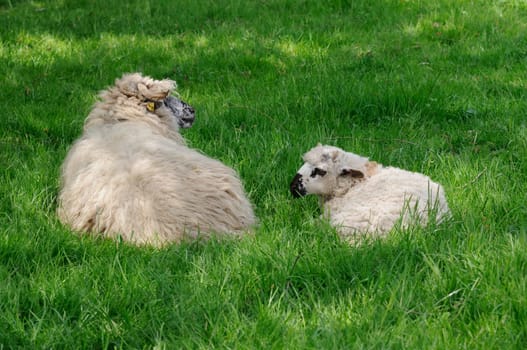 house sheep