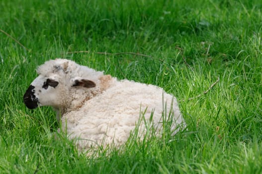 house sheep