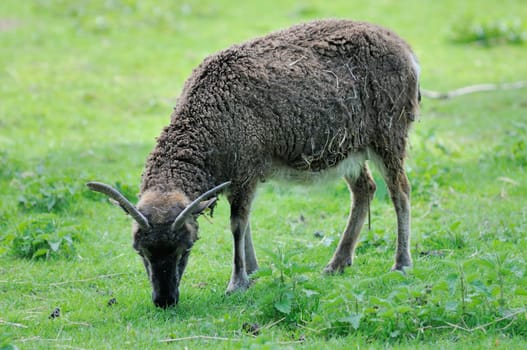 house sheep