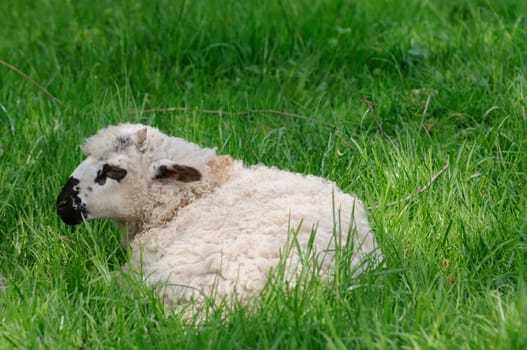 house sheep