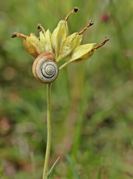 Western heath snail on flowered key flower