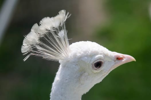 white peacock