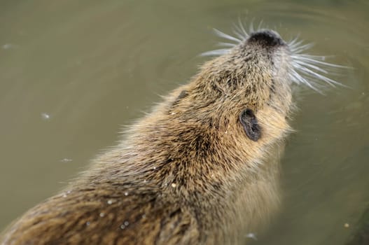 Nutria