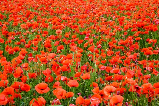 Gossip poppy field,meadow with red poppy flower