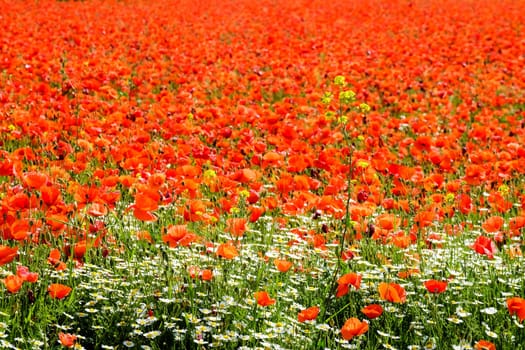 Gossip poppy field,meadow with red poppy flower