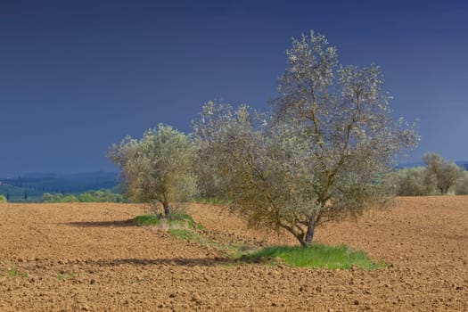 Olive trees in the field. Tuscan landscape before the storm in the background.