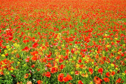 Gossip poppy field,meadow with red poppy flower