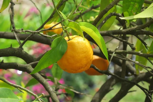 Orange - Citrus sinensis