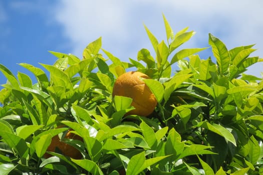 Orange - Citrus sinensis
