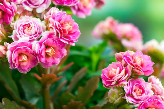 Kalanchoe flower