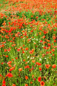 Gossip poppy,field with red flowers in spring