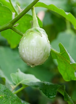 Thai eggplant