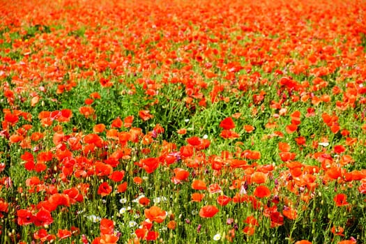 Gossip poppy,field with red flowers