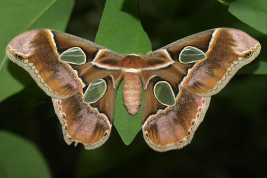 Tropical moth