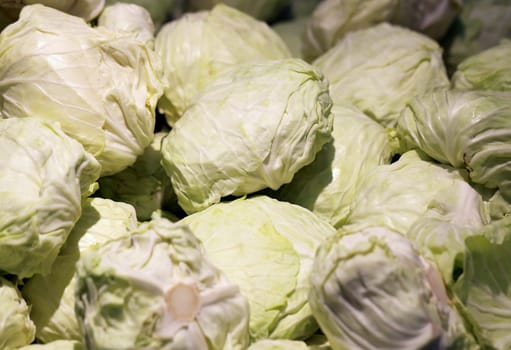 Cabbage  closeup