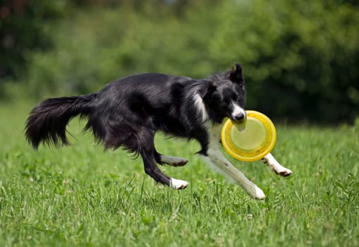 Border collie catching frisbee close up shoot