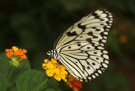 White tree nymph