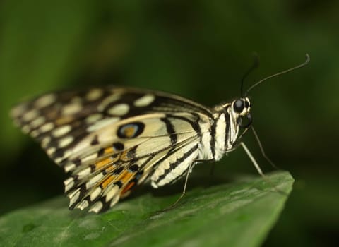 Citrus-swallowtail