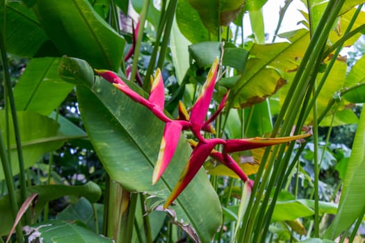 Colourful orange heliconie bloom on the shrub in the tropics on holiday with green leaves