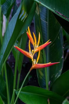 Colourful orange heliconie bloom on the shrub in the tropics on holiday with green leaves