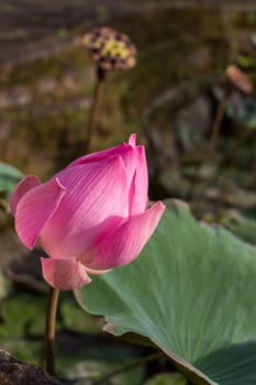 Lily water lily with a large bud ornamental in summer outdoors