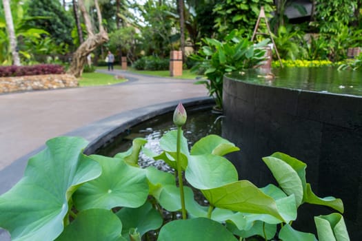 Beautiful water lily blossom water lily in a water lily pond as a close-up