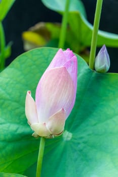 Beautiful water lily blossom water lily in a water lily pond as a close-up