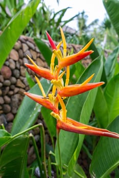 Colourful orange heliconie bloom on the shrub in the tropics on holiday with green leaves