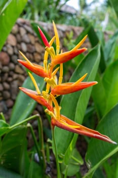 Colourful orange heliconie bloom on the shrub in the tropics on holiday with green leaves