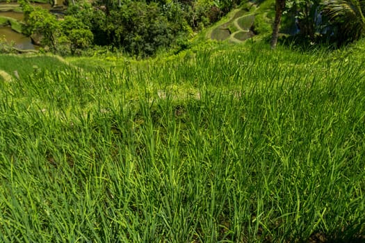 Green rice fields with rich vegetation in Bali with blue sky