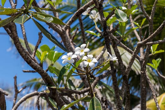 frangipani in spring on a branch in front of a blue sky