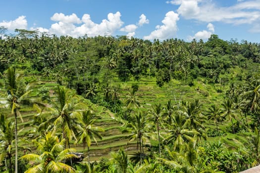 Green rice fields with rich vegetation in Bali with blue sky
