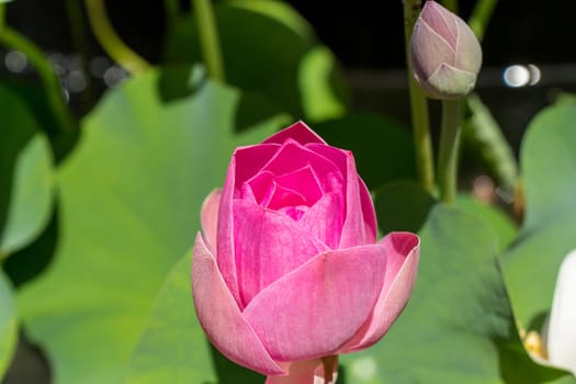 Beautiful water lily blossom water lily in a water lily pond as a close-up
