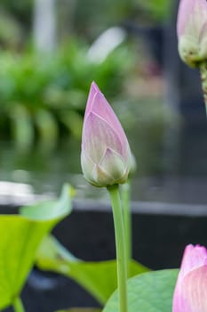 Beautiful water lily blossom water lily in a water lily pond as a close-up