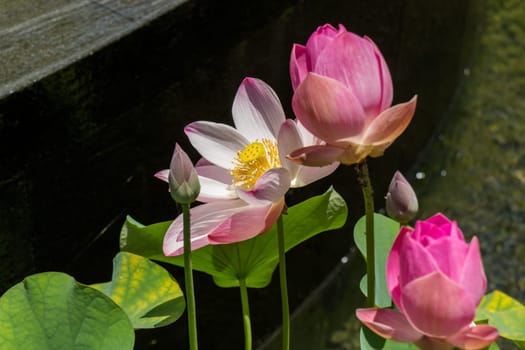 Beautiful water lily blossom water lily in a water lily pond as a close-up