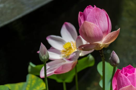 Beautiful water lily blossom water lily in a water lily pond as a close-up