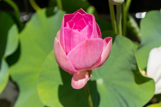 Beautiful water lily blossom water lily in a water lily pond as a close-up