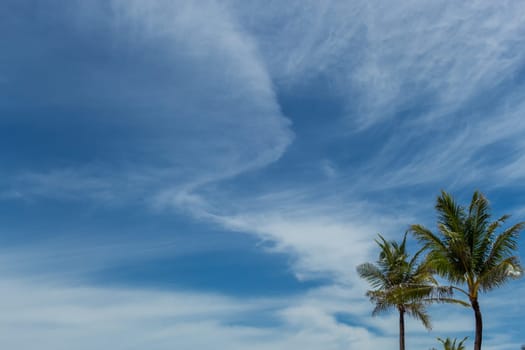 Tropical green coconut trees in Bali in front of blue sky with small clouds