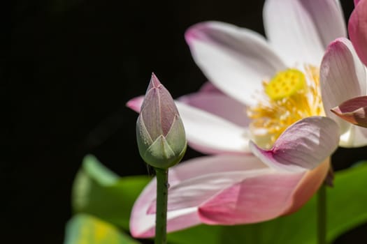 Beautiful water lily blossom water lily in a water lily pond as a close-up