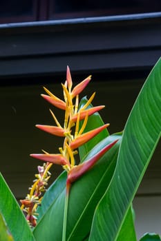 Colourful orange heliconie bloom on the shrub in the tropics on holiday with green leaves