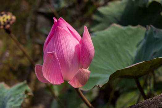 Lily water lily with a large bud ornamental in summer outdoors